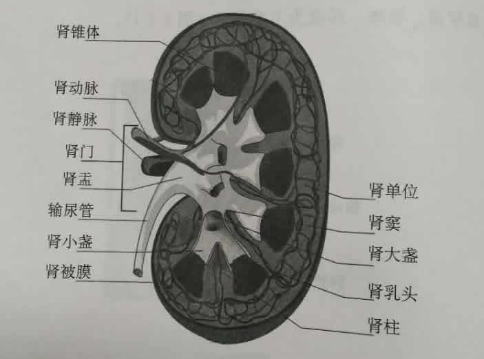 肾脏解剖结构有哪些？(图1)