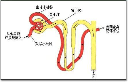 肾小管的结构和功能有哪些?(图1)