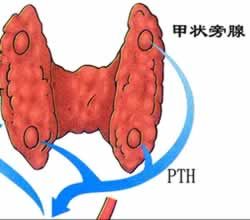 甲状旁腺激素作用有哪些?(图1)