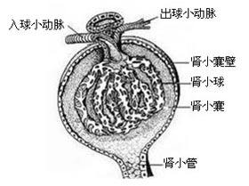 肾小球疾病的病理分类有哪些?(图1)